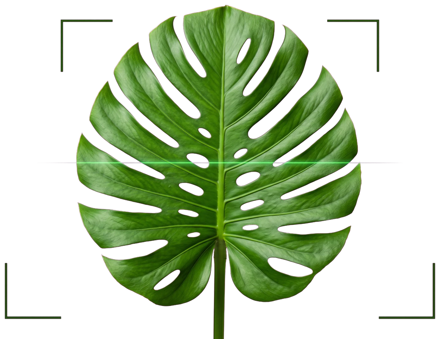 A monstera leaf framed by scan brackets while PlantMD analyzes its shape and veins